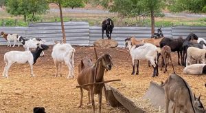 Detran mantém fazenda com 1,5 mil animais recolhidos nas estradas estaduais do Ceará