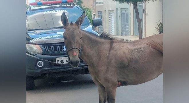 Animal estava sendo maltratado por idoso em Juazeiro o qual foi levado à delegacia por Guardas Municipais