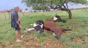 Raio mata três vacas em pasto durante chuva de 70 mm na zona rural de Quixelô, no Ceará