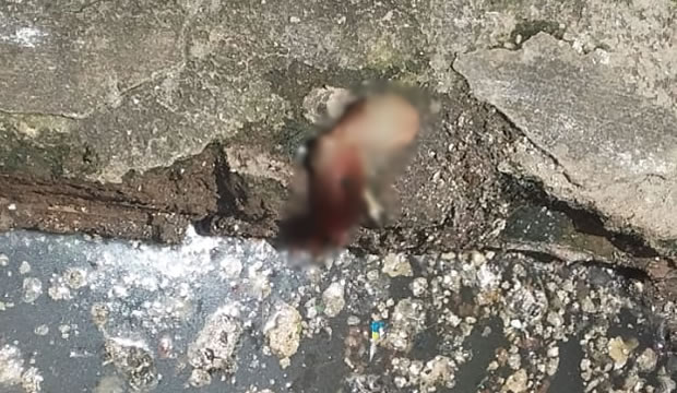 Feto humano encontrado no centro de Crato boiando num esgoto