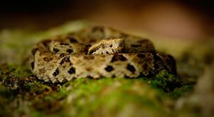 Guaramiranga lidera número de casos de acidentes com serpentes no Ceará