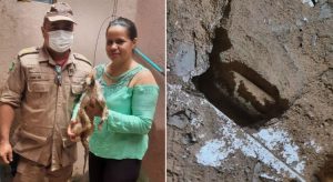 Bombeiros resgatam gato preso em tubulação de esgoto residencial em Iguatu