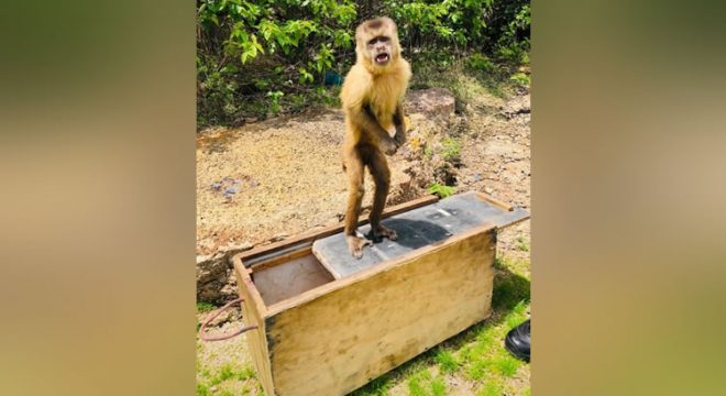 Bombeiros resgatam macaco-prego em Iguatu