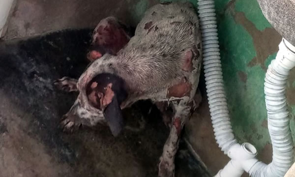 Morre em Assaré cachorra queimada com água quente a qual deixou os filhotes que amamentava
