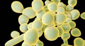 Anvisa identifica surto de 'superfungo' Candida auris no Brasil