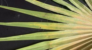 Pesquisadores alertam para praga invasora na cultura de carnaúba no Ceará