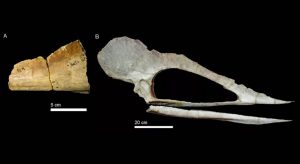 Museu da Bélgica devolve fóssil de pterossauro originário do Cariri