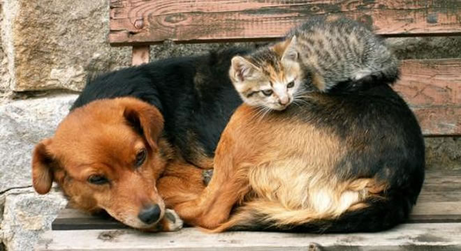 Aplicativo para denunciar maus-tratos contra animais pode ser criado pela prefeitura de Juazeiro