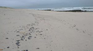Mais de 8 mil litros de óleo são recolhidos das praias do litoral do Ceará