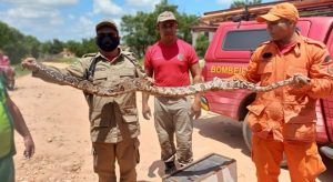 Bombeiros capturam Jiboia de dois metros em Quixelô