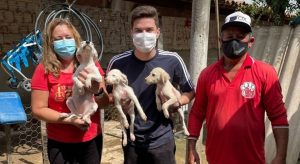 Vereador se engaja na causa animal e tenta sensibilizar colegas em Icó