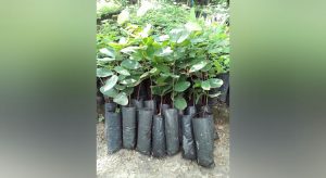 PL institui Programa de Florestamento, Reflorestamento e Educação Ambiental no Ceará