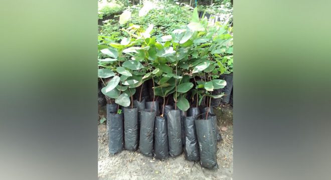 PL institui Programa de Florestamento, Reflorestamento e Educação Ambiental no Ceará