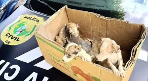 Cinco filhotes de cachorro são resgatados com sinais de maus-tratos em estrada de Baturité, no Ceará