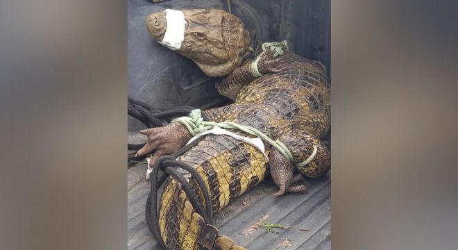 Bombeiros resgatam jacaré de dois metros após animal ser visto em via no Ceará