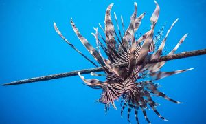 Peixe venenoso perigoso para outras espécies é encontrado no litoral cearense