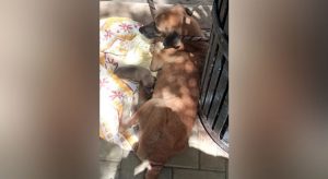 Tutora acusada em Juazeiro de maltratar cadela que está amamentando