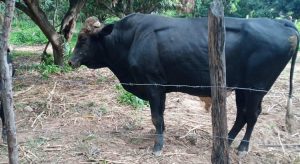 Pecuarista morre em Barbalha ao ser atacado e pisoteado por um boi