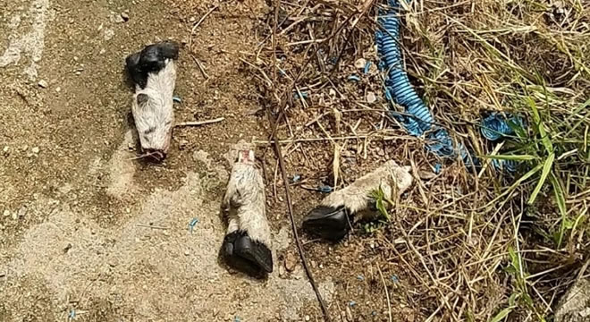 Em Icó, Raio apreende ovelha furtada e encontra restos mortais de outro animal em terreno baldio