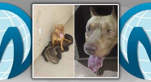 Pitbull morde tomada e perde parte da língua em choque elétrico em Juazeiro do Norte