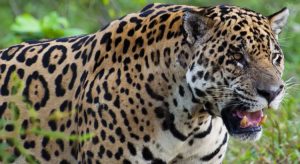 Onça-pintada e outros três mamíferos estão 'provavelmente extintos' no Ceará, diz secretaria