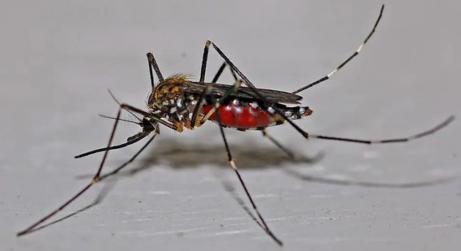 Dengue