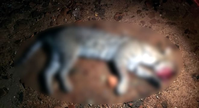 Ameaçada de extinção, jaguatirica é vítima de atropelamento em Crato