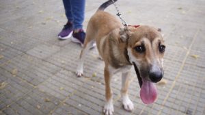Cachorro sem raça definida sendo segurando por uma coleira, enquanto aguarda na fila de castração.