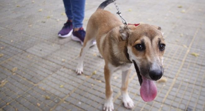 Cachorro sem raça definida sendo segurando por uma coleira, enquanto aguarda na fila de castração.