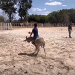 jumento corrida