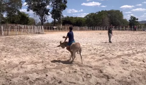 jumento corrida