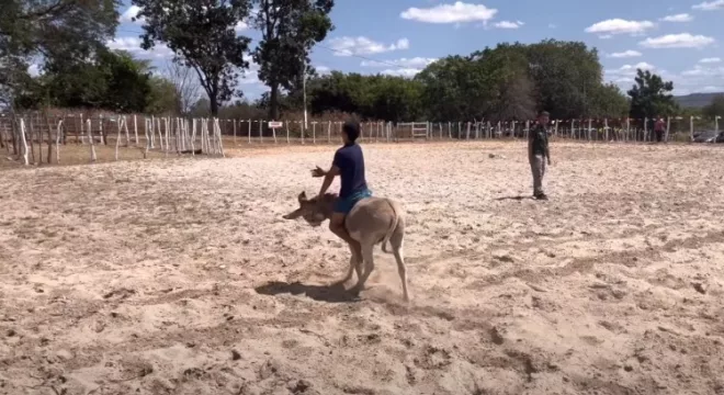 jumento corrida