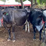vacas bois