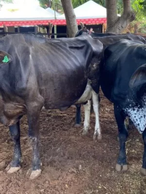 vacas bois