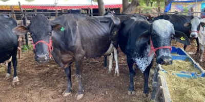 vacas bois