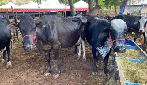 vacas bois