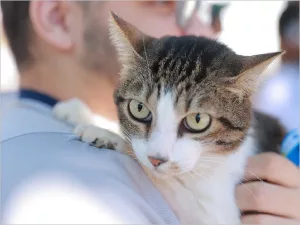 Gato sendo segurado por uma pessoa em uma ação de saúde animal.