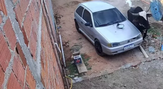Um carro estacionado em frente da casa chega a ser empurrado pelo animal, que ainda destrói vidros e retrovisor.