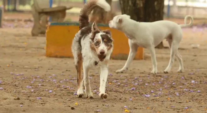 Cachorro sem raça definida na praça Ayrton Senna.