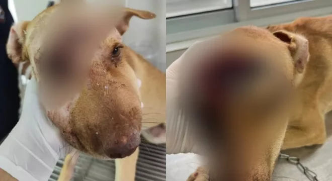 Mel se recupera após cirurgia; ela foi resgatada em estado grave e está internada.