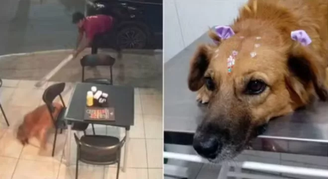 A cadela Bia, atacada com um pedaço de madeira no bairro Lagoa Seca