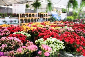 Festival das Flores de Holambra chega ao Crato.