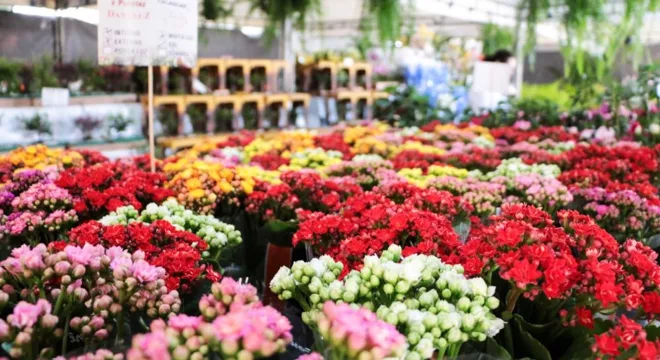 Festival das Flores de Holambra chega ao Crato.