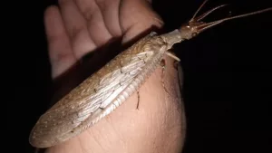 A espécie de inseto intitulada Corydalus diasi foi registrada pela última vez em 1915.