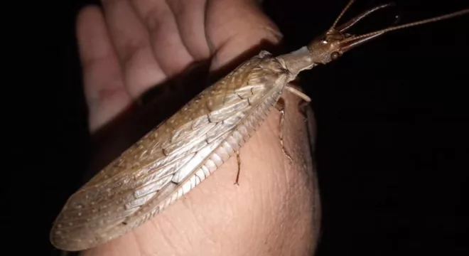 A espécie de inseto intitulada Corydalus diasi foi registrada pela última vez em 1915.