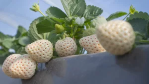 Empresa norte-americana vai testar cultivo de morango branco e blueberry no Cariri