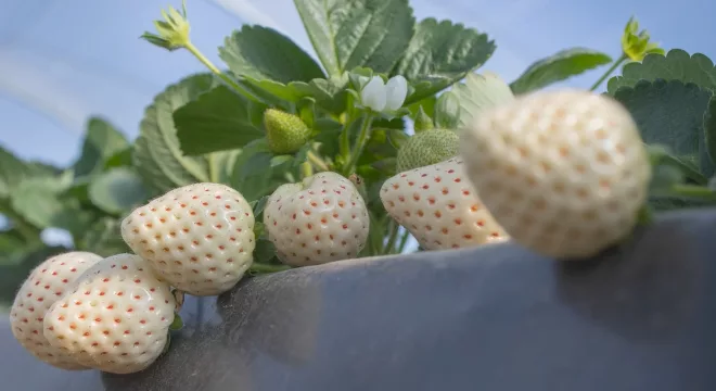 Empresa norte-americana vai testar cultivo de morango branco e blueberry no Cariri