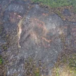 Imagem mostra um trecho de uma vegetação queimada no Ceará.