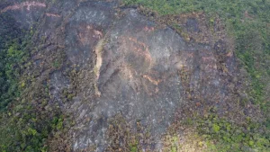 Imagem mostra um trecho de uma vegetação queimada no Ceará.