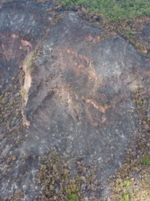 Imagem mostra um trecho de uma vegetação queimada no Ceará.